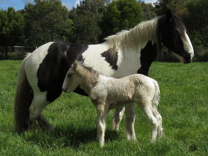 048 Jazz x Gypsy Cob ptc 27-10 7d